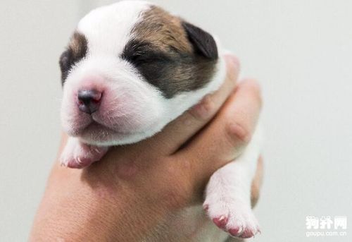 狗扑网 圣伯纳犬 圣伯纳犬图片 狗狗可爱图片 正文