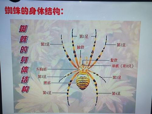 看,我们观察的多仔细,知道了蜘蛛的身体是由头胸部和腹部两部分组成