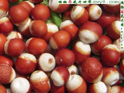 芡实_鸡头米_鸡头苞_鸡头莲_刺莲藕_睡莲科