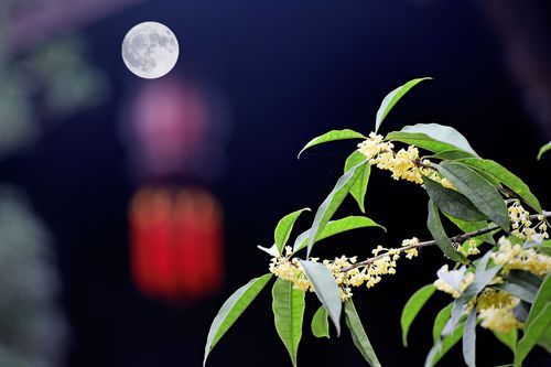 【唯美摄影】桂花中秋又开时