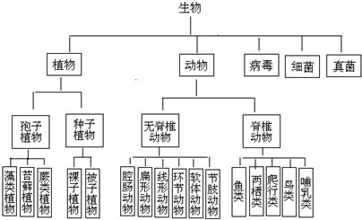 请你将下面这些生物标本根据分类结构图进行分类,然后将所属类别填入