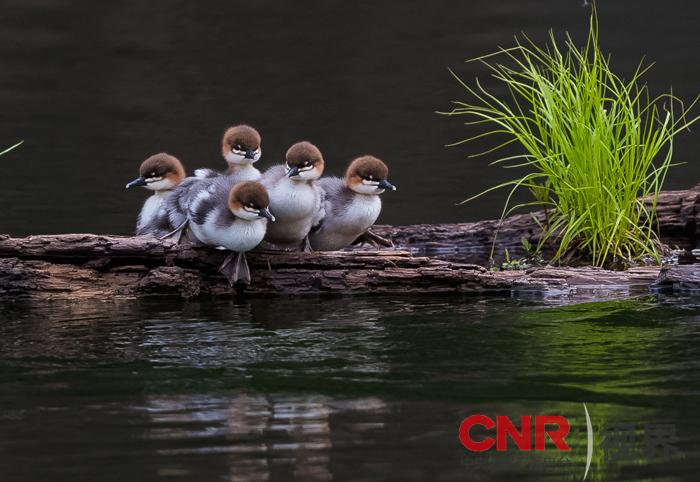 等待--中华秋沙鸭幼鸟-作者本哥摄于吉林漫江.