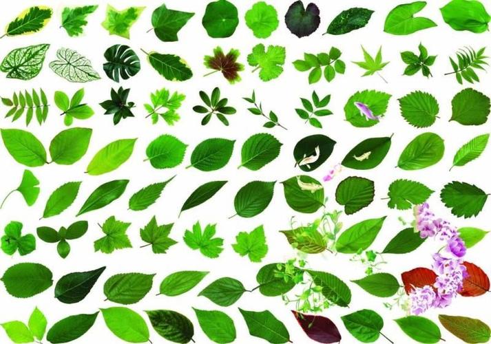 认识常见的叶子,能够讲出叶子的名称.