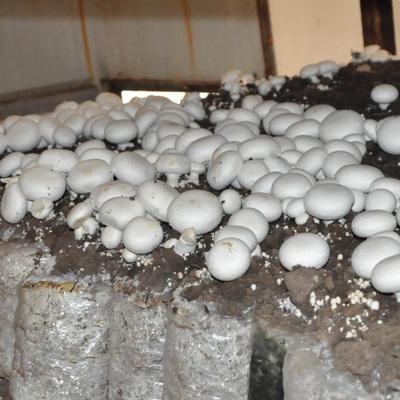 包蘑菇m包菇食用种植阳台双包菌孢菌菇蘑菇棒口蘑菌菌