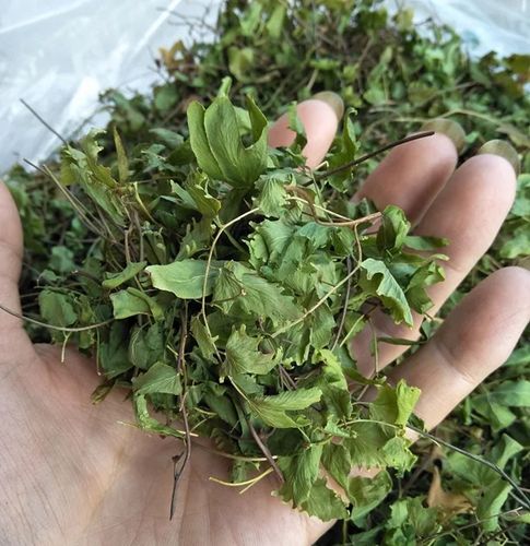 野生海金沙草药 海金沙藤新鲜晒干货斑鸠藤化石草