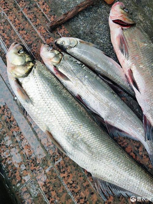 [翘嘴鲌鱼批发]翘嘴鲌鱼 翘嘴鱼 白条翘壳鱼 大白鱼18