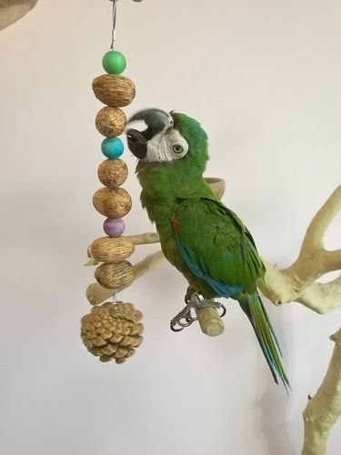 鹦鹉啃咬玩具大果串松果啃咬玩具纯天然大果串松果啃咬玩具鸟用品