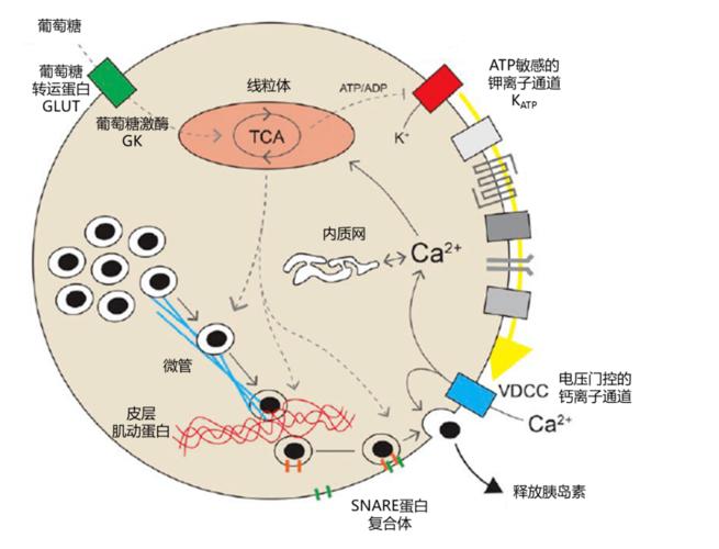 葡萄糖诱导的胰岛素分泌过程
