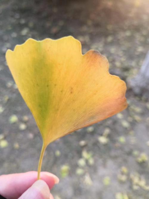 又见银杏叶儿黄