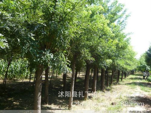 林木种子国槐种子 白槐树 细叶槐 护房树 家槐种子净种子