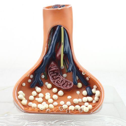 enovo颐诺医学人体喉模型喉肌喉软骨喉腔解剖耳鼻喉科医学模型