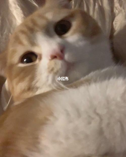 行叭_橘猫_表情包_猫咪_小镜子_素材_表情包