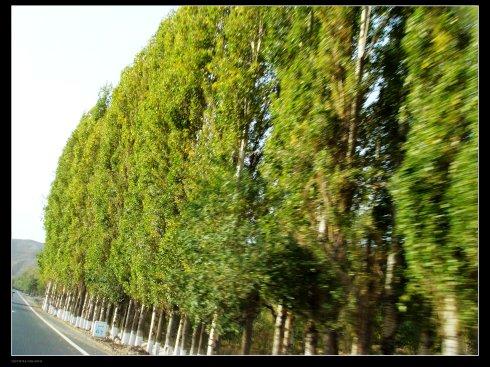 我感动的就是路边的植物  那只在小学的课本里读过却从没有见过的白杨