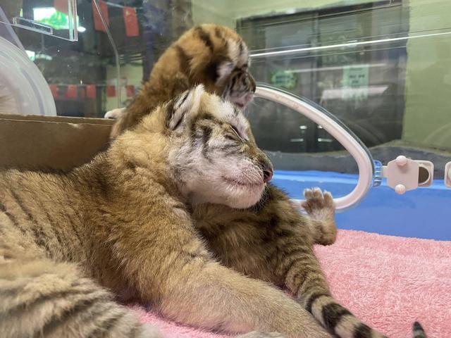 "萌"虎出世,国际珍稀动物金虎在湖州繁育成功