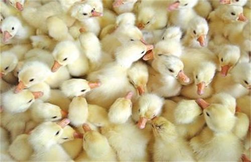 如何养殖鹅苗 - 养鹅技术 - 黔农网