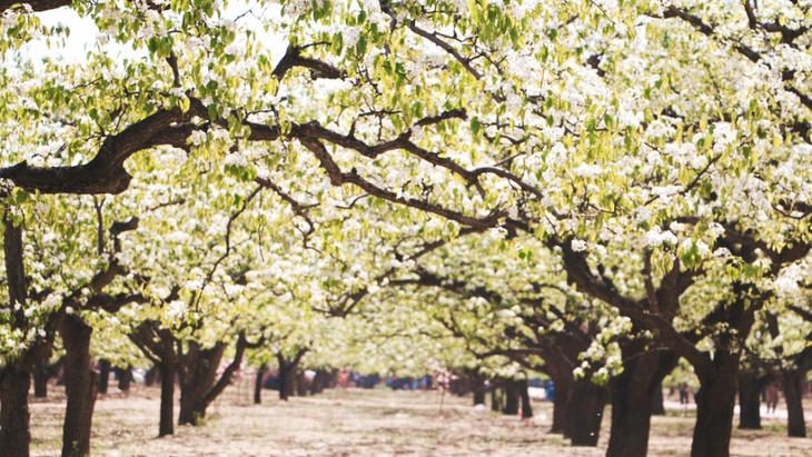 2021梨花村旅游,梨花村旅游攻略游记,梨花村跟团游