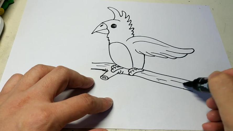 鹦鹉简笔画怎么画