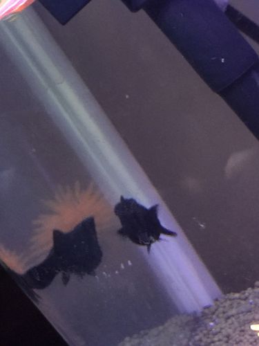 黑球玛丽鱼屁股那边一块白的,怎么了