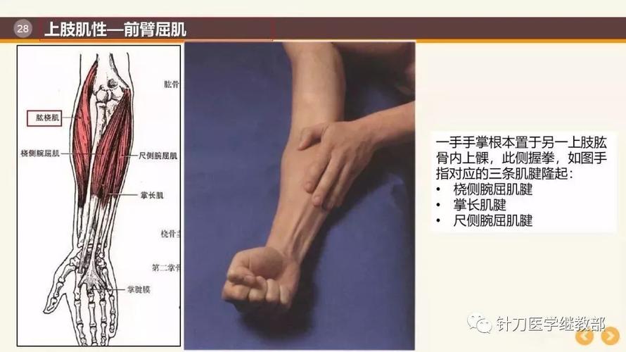 常用体表肌骨标志定位及应用含图