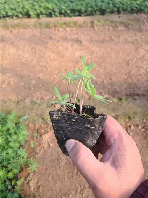 羽扇豆芳青花卉苗羽扇豆盆栽苗