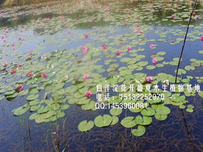 睡莲苗批发