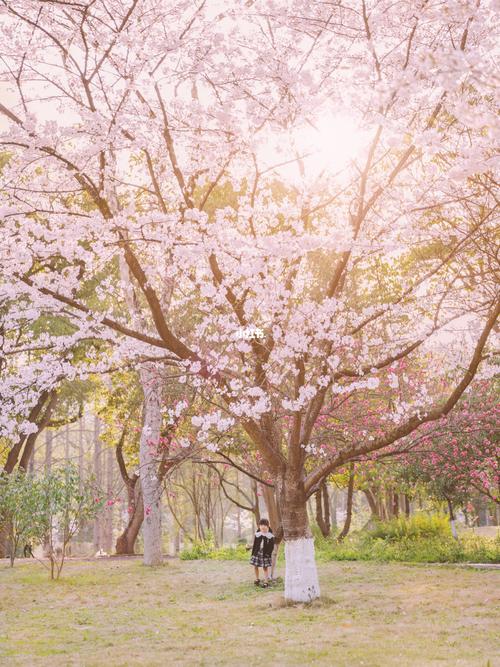 杭州植物园樱花盛开正当时_樱花_植物园_景点_杭州植物园_盆栽园_盆栽