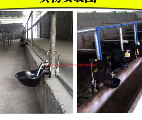 特大号牛用饮水碗 铸铁烤漆铜阀牛马自动碗式饮水器 牛饮水碗