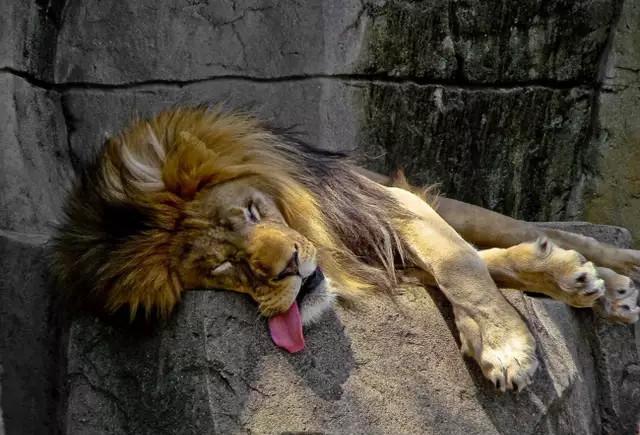 一睡着, 连凶猛的狮子都变得温顺了, 看看动物们的睡姿如何