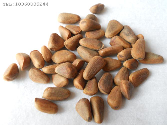 江苏红松种子价格/林木种子/红松种子批发