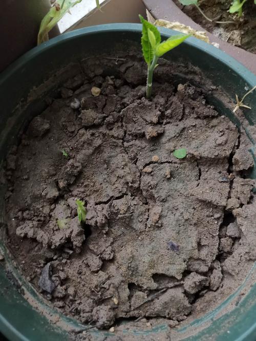 菠萝蜜种子种植,终于发芽了,开森