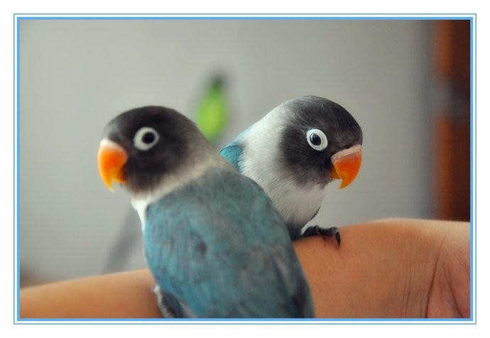 超过两年的普兰黑头鹦鹉是什么样子?