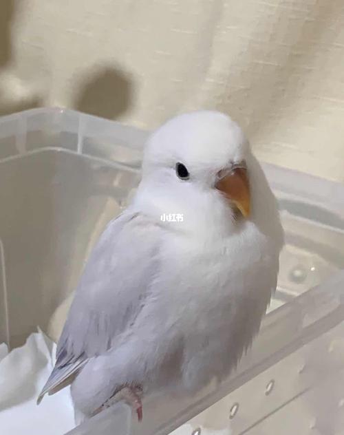 牡丹鹦鹉90是温柔紫伊莎_牡丹_断奶_牡丹鹦鹉_宠物