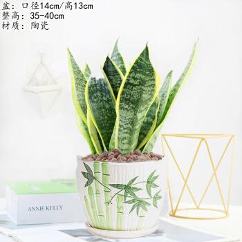 稀有虎皮兰金边白玉哈尼银脉黄金银玉剑兰白雪佛手棒叶新房盆栽浅灰色