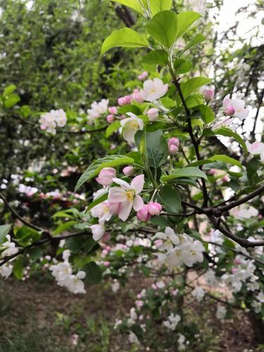 最美四月天,争先恐后开放的苹果花