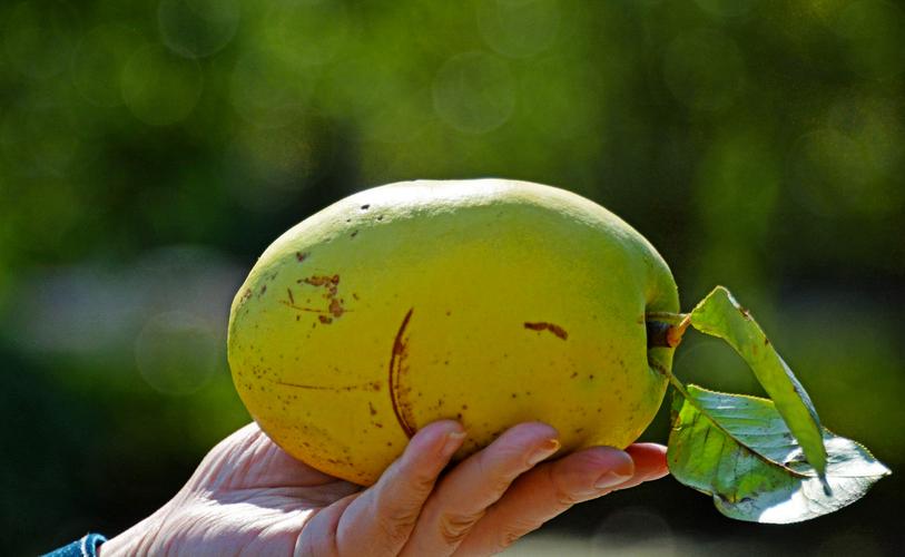 木瓜海棠果,有非常好的食用和药用价值,摄于无锡锡山区云林街道