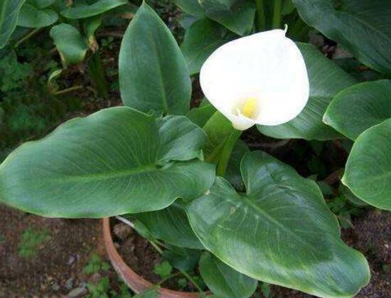 马蹄莲叶子发黄怎么办五个步骤让它重新恢复生机