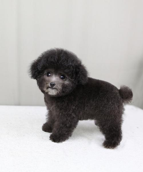 犬幼泰迪纯种健康康的爆毛活体视频挑选灰色狗狗