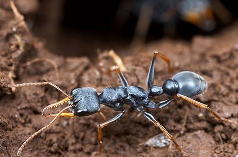 世界上咬人最疼的3种蚂蚁