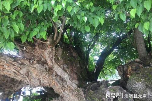 从此以后,那棵大桑树就像感到对不起爷爷似的,疯长起来,不但枝繁叶茂