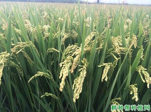 圣武糯0146水稻品种好不好