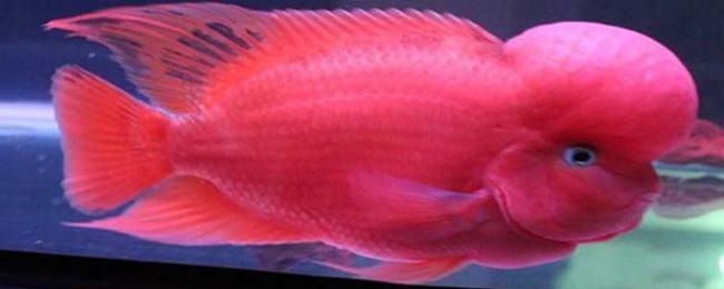 红马罗汉鱼怎么养会更红