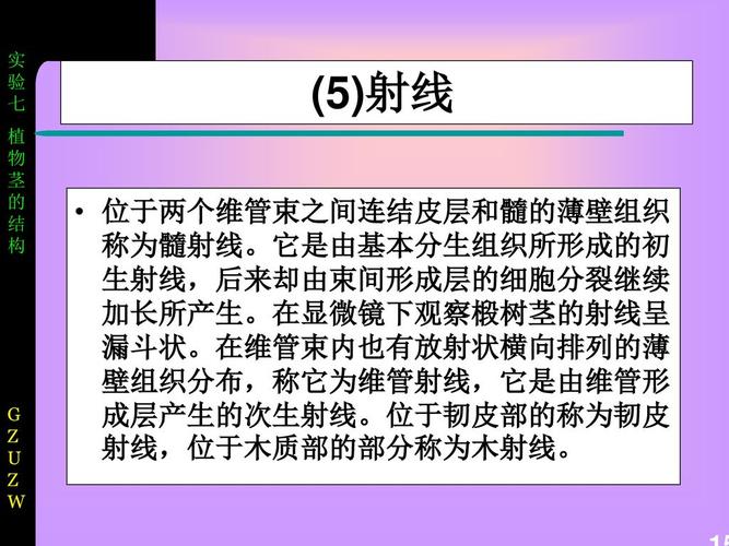 (5)射线位于两个维管束之间连结皮层和髓的薄壁组织称为髓射线.