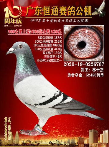 2020年恒通赛鸽公棚四关鸽王获奖鸽501-600