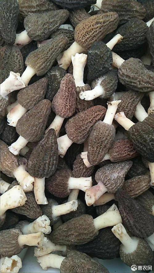 特级羊肚菌新鲜干货羊肚蘑菇羊肚菇