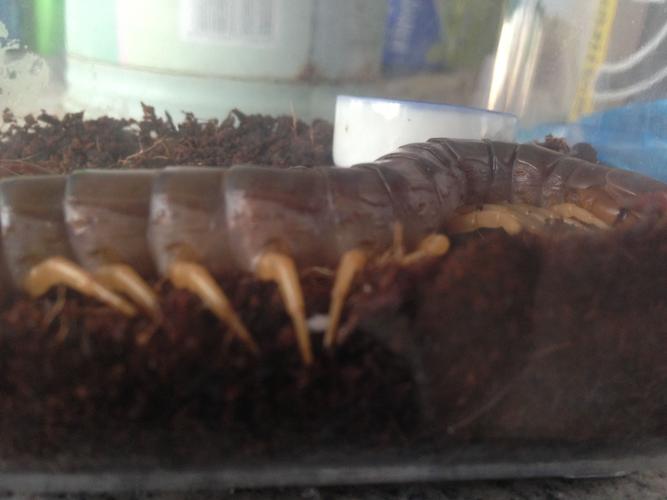 我的蜈蚣不知道是不是在蜕皮 懂越南巨人蜈蚣的帮我看看 下面是图 他