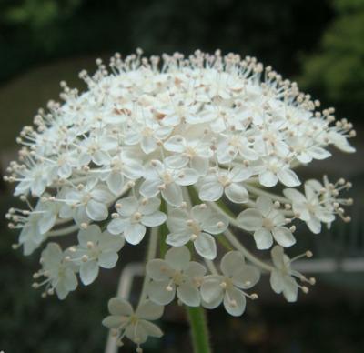 翠珠花trachymene coerulea.别称蓝蕾丝花.
