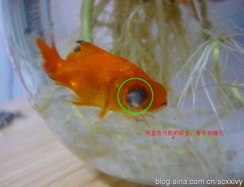 我的金鱼眼睛怎么了