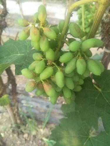 葡萄疫病和日灼混发