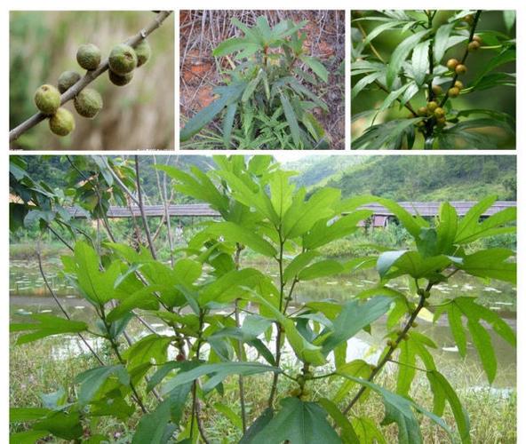 正宗河源五指毛桃根七指毛桃牛奶树根 产地批发 味道香浓煲汤汤料