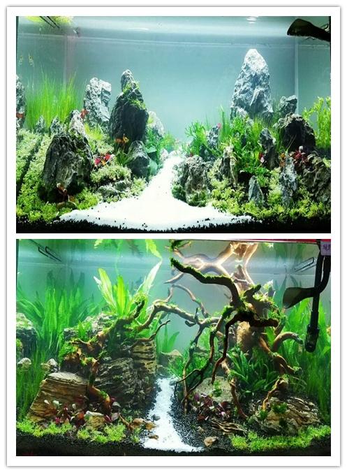 水产学院举办第一届水族箱造景技能大赛_天津农学院